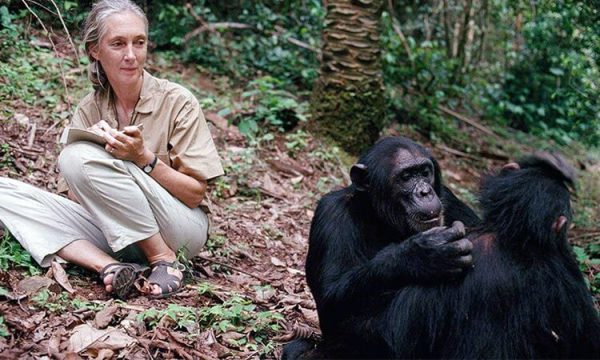 Jane Goodall and chimps