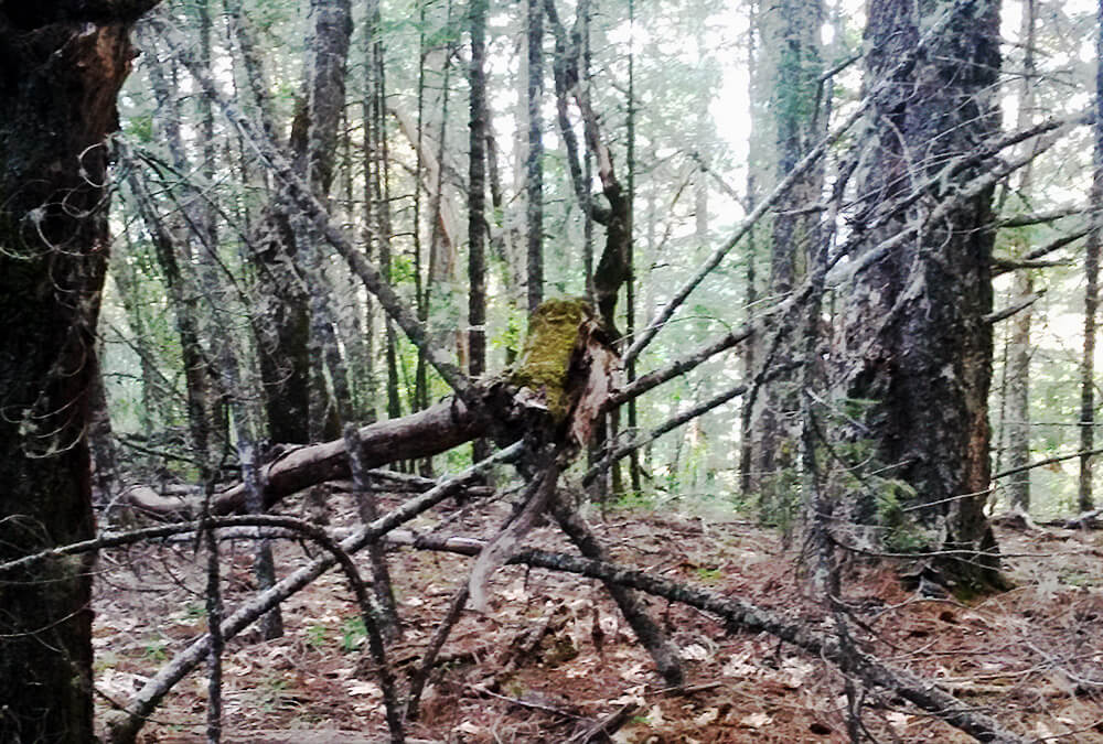 tree structures in upper woods