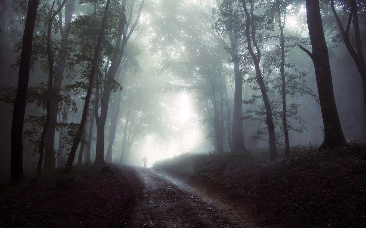 traveling a dark forest path