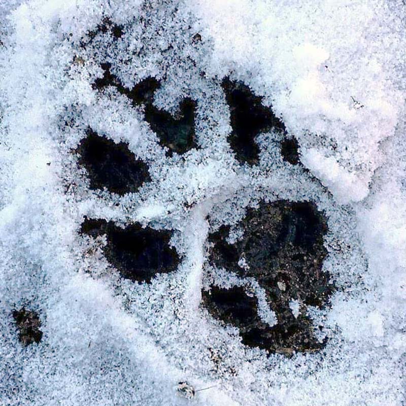 pawprint from mystery canine
