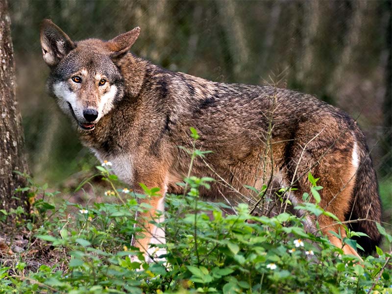 the American red wolf is an endangered species